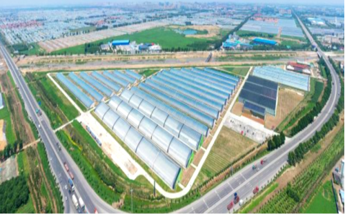 中國500強建設銀行蔬菜小鎮、番茄小鎮